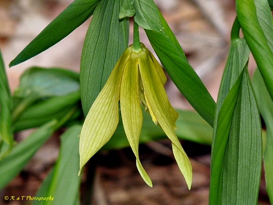 {Uvularia grandiflora}